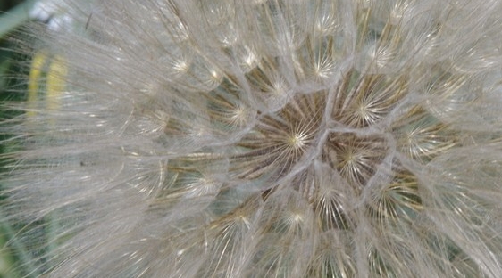 Closeup of a dandilion seed head.